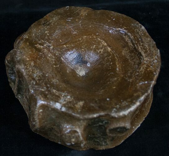 Large Ichthyosaur Vertebra From Dorest, UK #8976